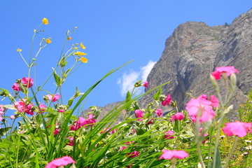 Wildblüten auf Berwiese in den Alpen, Piemont
