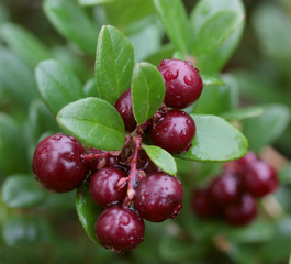 cluster of ripe juicy foxberry