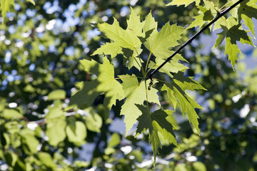 green leaves, shallow focus