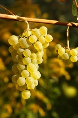 White grapes ready for harvest