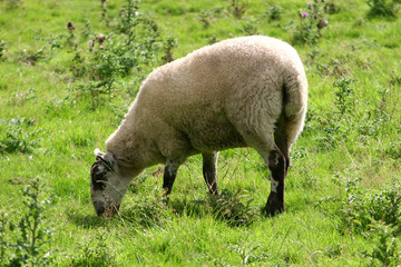 Obraz premium sheep grazing