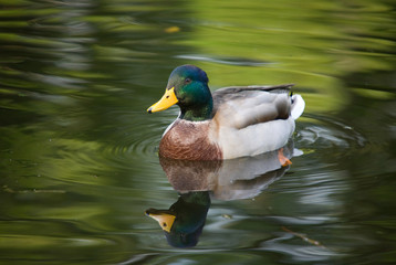 Portrait of a duck with reflection in green water