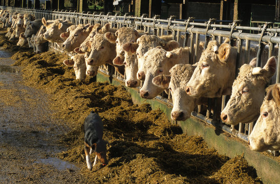 ALIMENTATION DES VACHES
