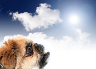 Obraz premium Dog