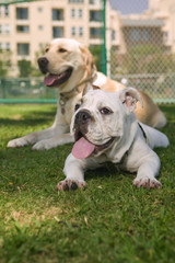 Obraz premium Bulldog laying on green grass iin the park