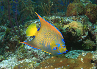 Queen Angelfish