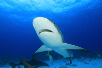 Shark in Caribbean Sea