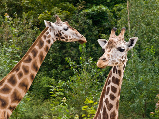 Two giraffes in small savanna in Praha zoo