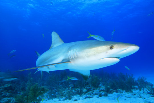 Shark in blue water with coral reef behind