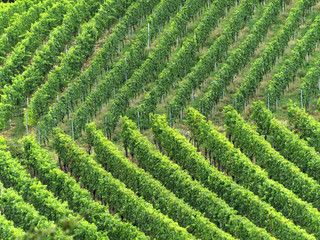 Weinanbau