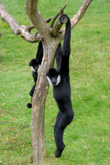 Gibbons