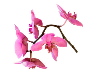 Branch of orchid flowers isolated on white background, unsharped