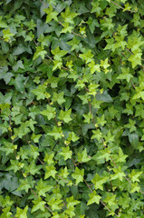 ivy foliage in park - 9254418