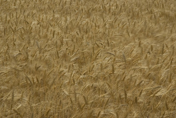 Wheat field in summer blowing in the wind.