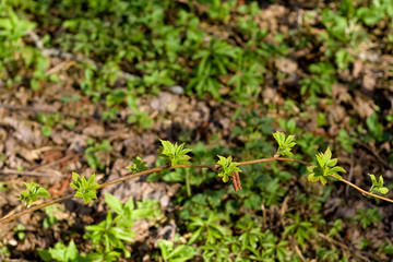 plant are pushing out new leaves.