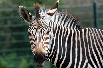 Fototapeta na wymiar Portrait of an adult zebra looking at camera.