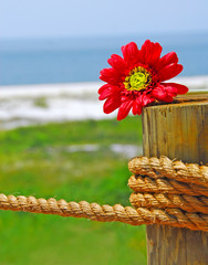 Pretty red daisy on seaside nautical post