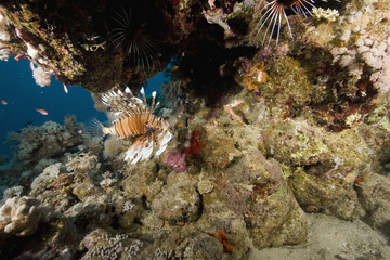 Naklejka na ściany i meble common lionfish (pterois miles)