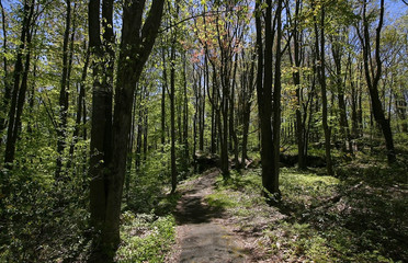 Obraz premium Tall Trees