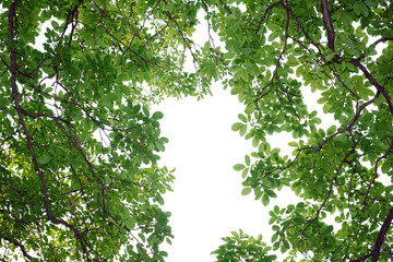 walnut branches with vivid green leaves isolated on white