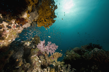 coral and fish