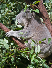 great image of an australian koala in a gum tree
