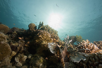 Fototapeta na wymiar common lionfish (pterois miles)