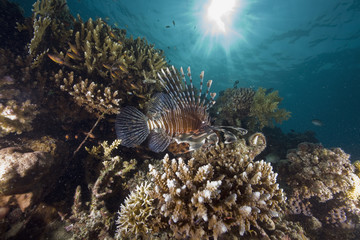 Fototapeta na wymiar common lionfish (pterois miles)
