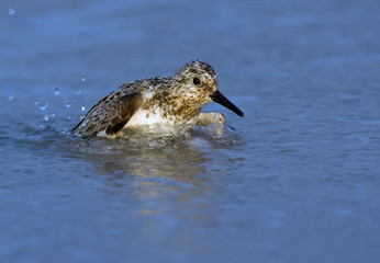 Semipalmated Sandpiper taking a bath.