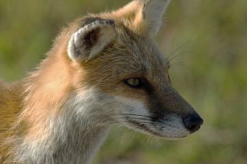 Naklejka na ściany i meble Portrait of a young Red Fox.
