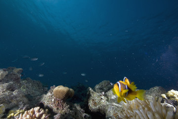 Red sea anemonefish (Amphipiron bicinctus) and bubble anemone
