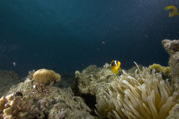 Naklejka na ściany i meble Red sea anemonefish (Amphipiron bicinctus) and bubble anemone