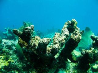 Shots of scuba diving in the Florida keys