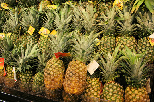 rows of  pineapples