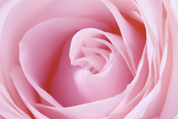 Fototapeta na wymiar rose