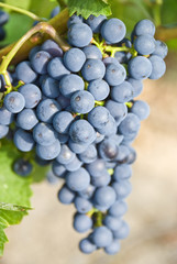 Bunch of Red Wine Grapes (Cabernet Sauvignon)