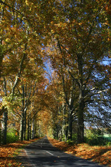 Road in an alley somewhere in the autumn contryside