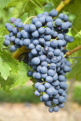 Bunch of Red Wine Grapes (Cabernet Sauvignon)