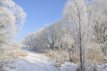 winter landscape