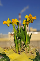 Spring flower on the background a chimney