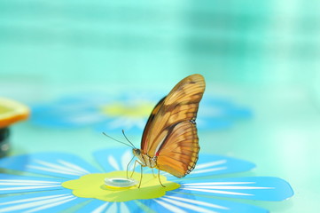 Fototapeta na wymiar pomarańczowy motyl i żyć