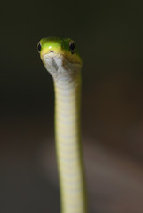 Fototapeta premium A rough green snake has the ability to stand straight up
