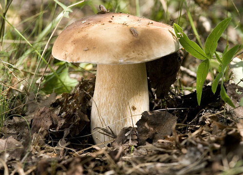 King mushroom in the forest (Boletus edulis)