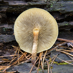 mushroom with a broken cap (Hypholoma capnoides) .