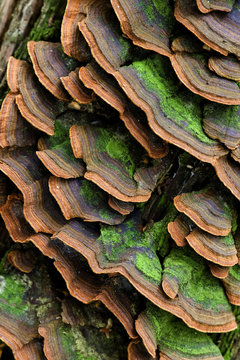 large group of mushrooms on the trunk (Trichaptum biforme)
