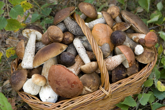 basket of  mushrooms (Boletus scaber, aurantiacus, edulis).