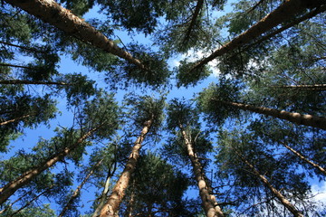 Fototapeta premium pine