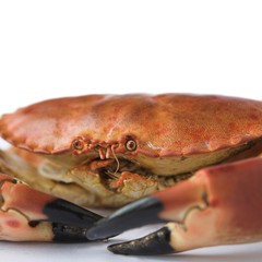 Close up of a brown crab - isolated on white with shallow dof.