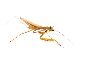 mantis isolated on the white background