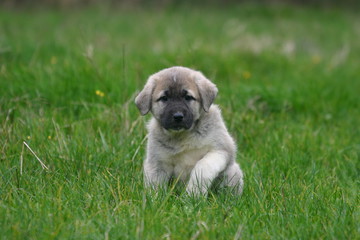 berger d'anatolie chiot adorable assis dans l'herbe